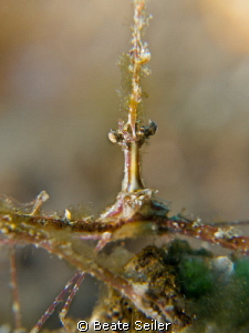 Decorator crab by Beate Seiler 